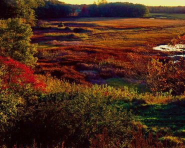 Dramatic fall colors enhanced by sunset on the marsh