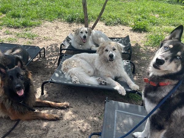 Four dogs lounging outdoors on elevated beds.