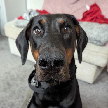 Close-up of a Doberman sitting indoors with a leash attached.