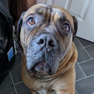 A large dog giving its paw to a person indoors on a tiled floor.
