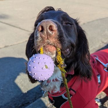 Dog in red coat holding a purple ball toy in its mouth, looking content.