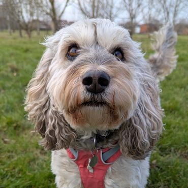 Curly-haired dog wearing a red harness, standing on green grass.