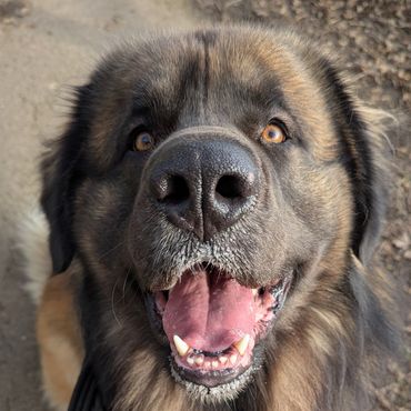 Happy large dog with a fluffy mane looking up with a smile.