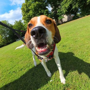 Close-up of a happy dog on a leash in a sunny park.