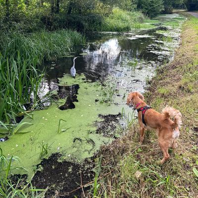 Dog watches a heron near a pond covered with green algae.