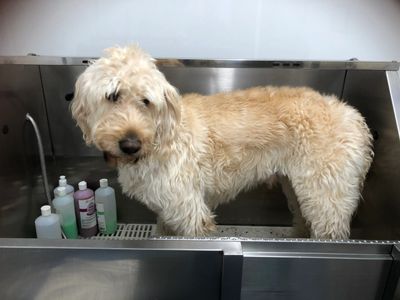 a white dog in a grooming saloon.