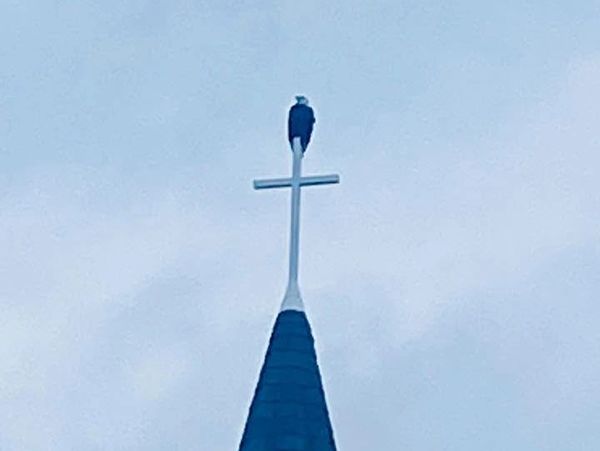 Bird perched on a church steeple cross.