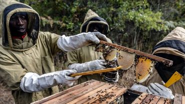 Beekeepers in protective gear handle honeycomb frames from a hive outdoors.