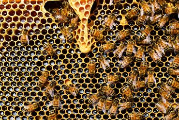 Honeybees working on a honeycomb with hexagonal cells.