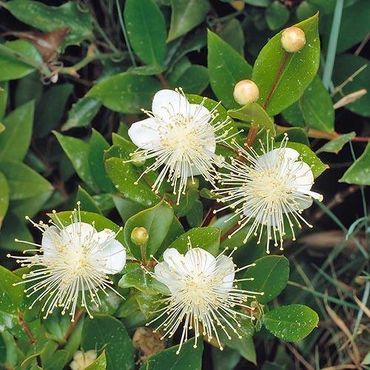 Cluster of white flowers with long stamens amidst green leaves.