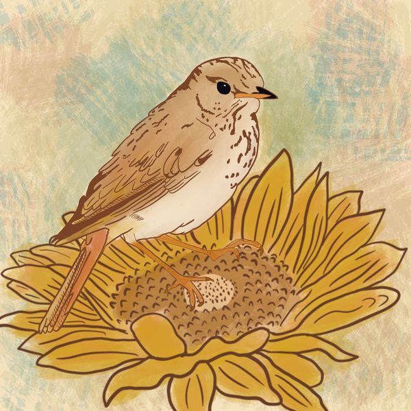Illustration of a sparrow on a sunflower.