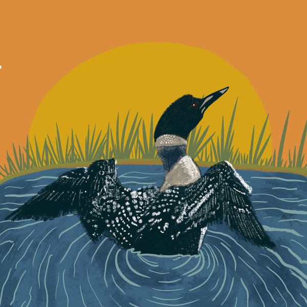 A painting of a loon flying out of the water with a sunset background.