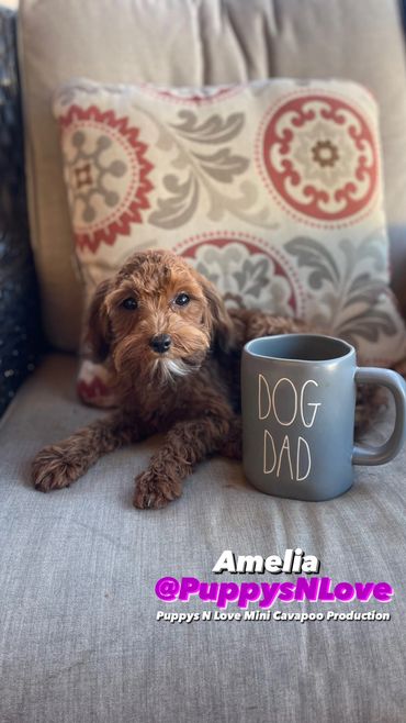 Puppys N Love High Quality Mini F1b Cavapoo Puppies for sale in Phoenix Arizona