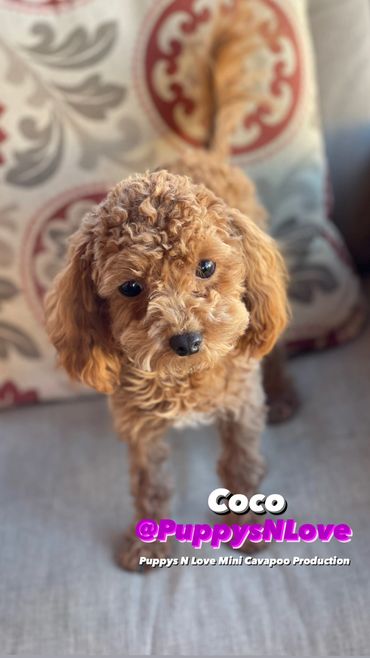 Puppys N Love High Quality Mini F1b Cavapoo Puppies for sale in Phoenix Arizona