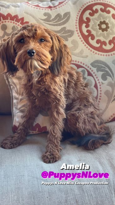 Puppys N Love High Quality Mini F1b Cavapoo Puppies for sale in Phoenix Arizona