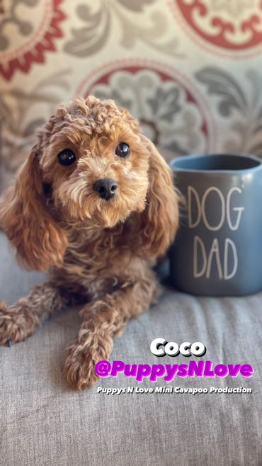 Puppys N Love High Quality Mini F1b Cavapoo Puppies for sale in Phoenix Arizona