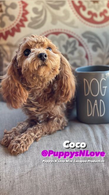 Puppys N Love High Quality Mini F1b Cavapoo Puppies for sale in Phoenix Arizona