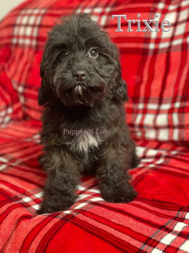 Puppys N Love Available Cavapoo Puppies for sale