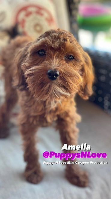 Puppys N Love High Quality Mini F1b Cavapoo Puppies for sale in Phoenix Arizona