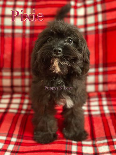 Puppys N Love Available Cavapoo Puppies for sale