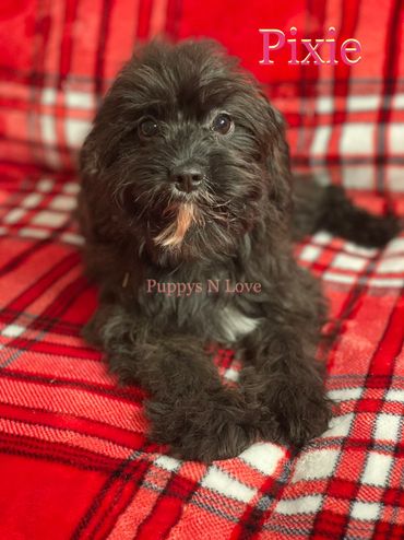 Puppys N Love Available Cavapoo Puppies for sale