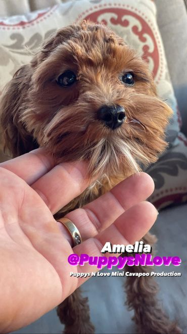 Puppys N Love High Quality Mini F1b Cavapoo Puppies for sale in Phoenix Arizona