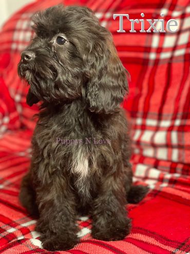 Puppys N Love Available Cavapoo Puppies for sale