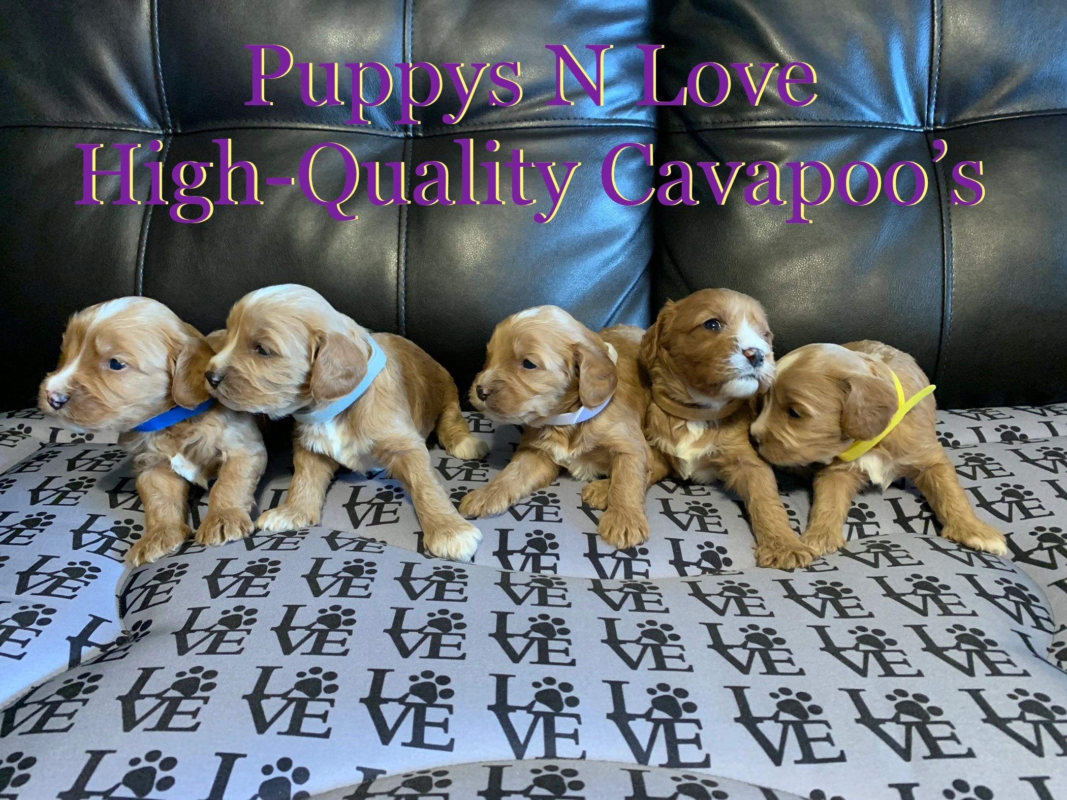 Puppys N Love High Quality Cavapoo Puppies