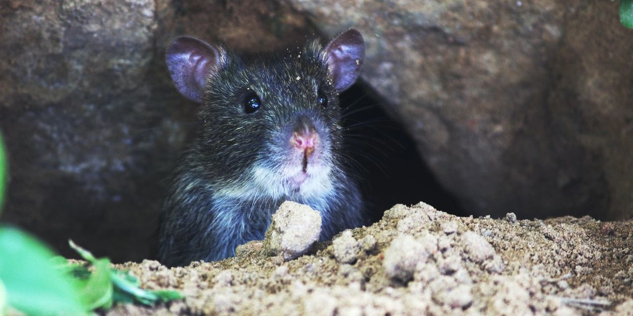 roof rat removal scottsdale az