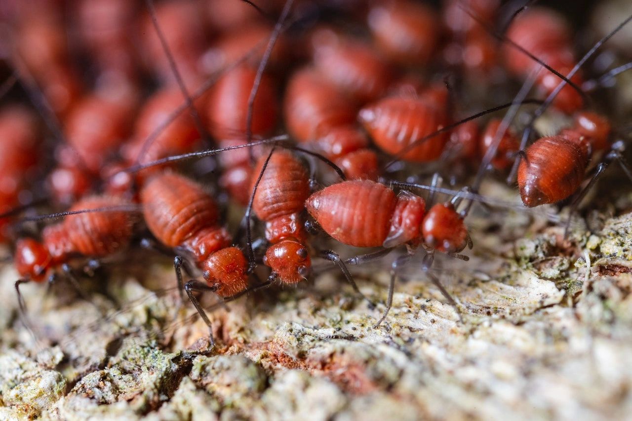 Termite Control Scottsdale