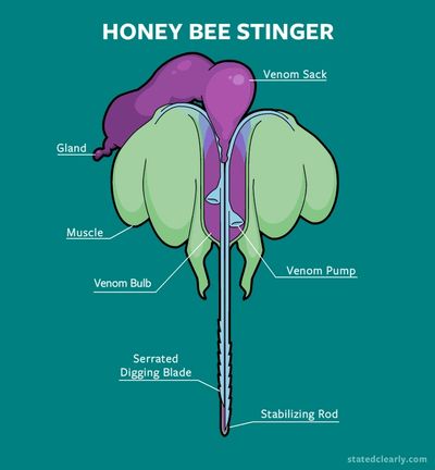 Honey Bee Stinger GIF. Courtesy of statedclearly.com