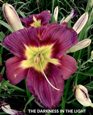 DAYLILY THE DARKNESS IN THE LIGHT