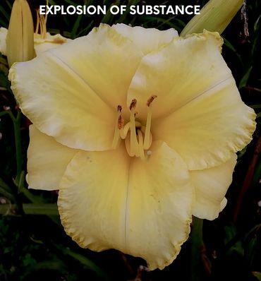 DAYLILY EXPLOSION OF SUBSTANCE
