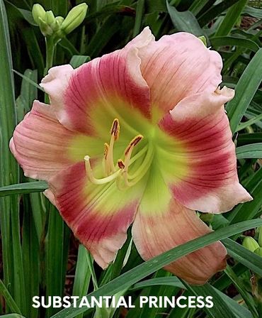 DAYLILY SUBSTANTIAL PRINCESS