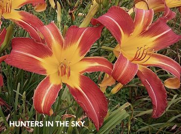 daylily hunters in the sky