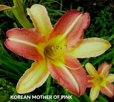 DAYLILY KOREAN MOTHER OF PINK