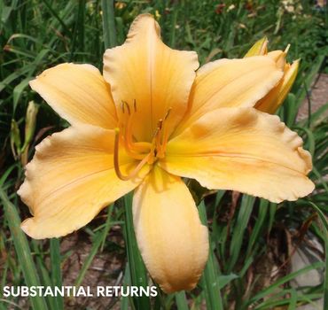 DAYLILY SUBSTANTIAL RETURNS