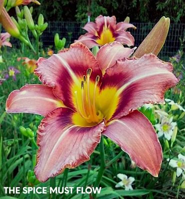 DAYLILY THE SPICE MUST FLOW