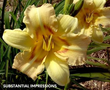 DAYLILY SUBSTANTIAL IMPRESSIONS