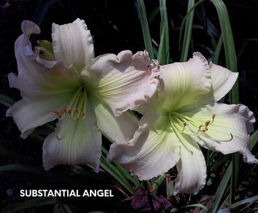 DAYLILY SUBSTANTIAL ANGEL
