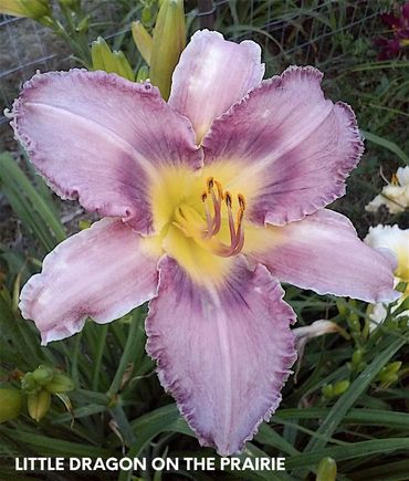 DAYLILY LITTLE DRAGON ON THE PRAIRIE