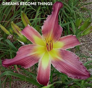 DAYLILY DREAMS BECOME THINGS