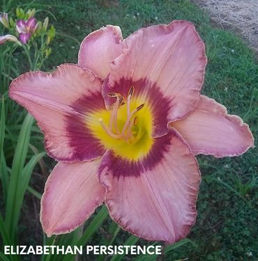 daylily elizabethan persistence