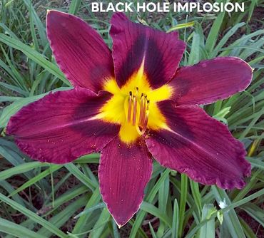 daylily black hole implosion