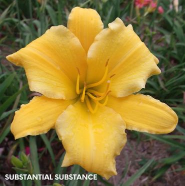 DAYLILY SUBSTANTIAL SUBSTANCE