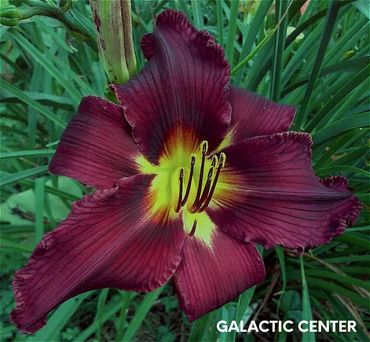 DAYLILY GALACTIC CENTER