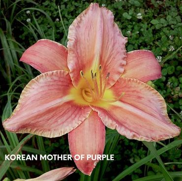 DAYLILY KOREAN MOTHER OF PURPLE
