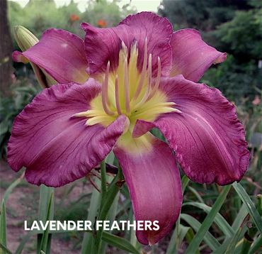 DAYLILY LAVENDER FEATHERS