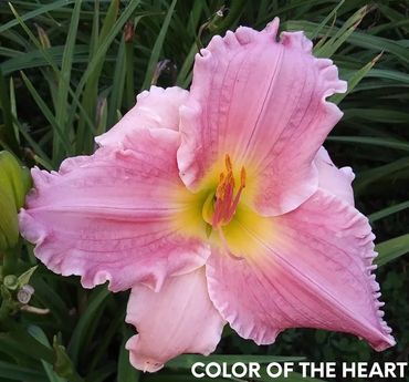DAYLILY COLOR OF THE HEART