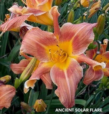 daylily ancient solar flare